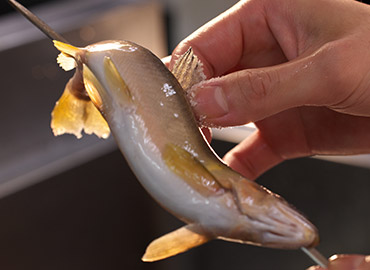 鮮魚素材